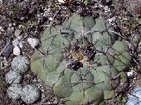 Thelocactus hexaedrophorus ssp. lloydii, Ventura SLP, Mexico ©JLcoll.4301.jpg